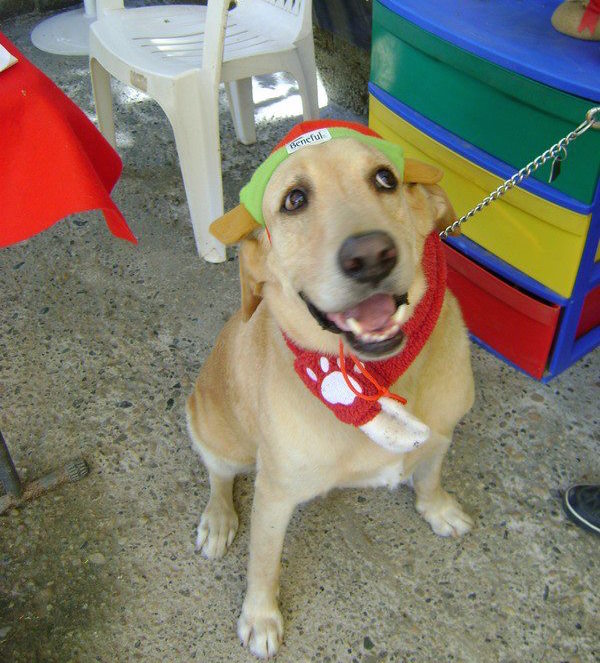 Pensión para mascotas y perros en Puerto Vallarta