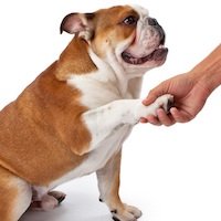 adiestramiento de mascotas perros jalisco CANES